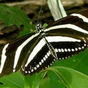 Meet your Posher, Yvonne